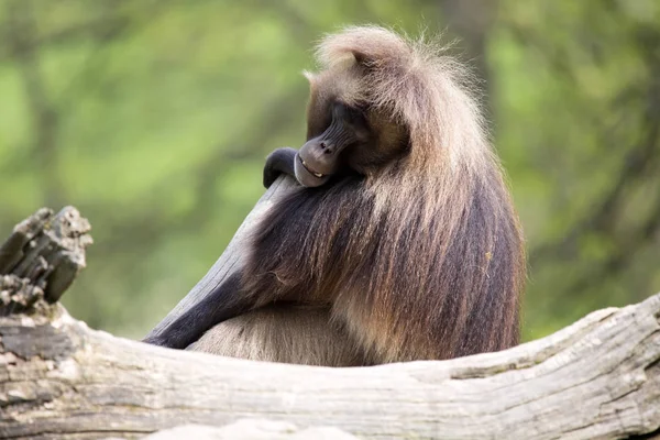 Gelada Masculina Dominante Theropithecus Gelada — Foto de Stock