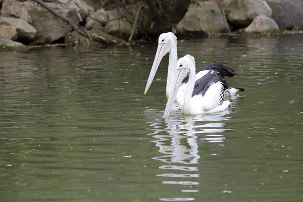 Pelicano Australiano Pelecanus Conspicillatus Caçar Comida Água — Fotografia de Stock