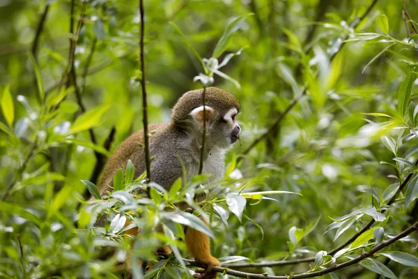 Singe Écureuil Commun Saimiri Sciureus Est Primate Très Émouvant — Photo