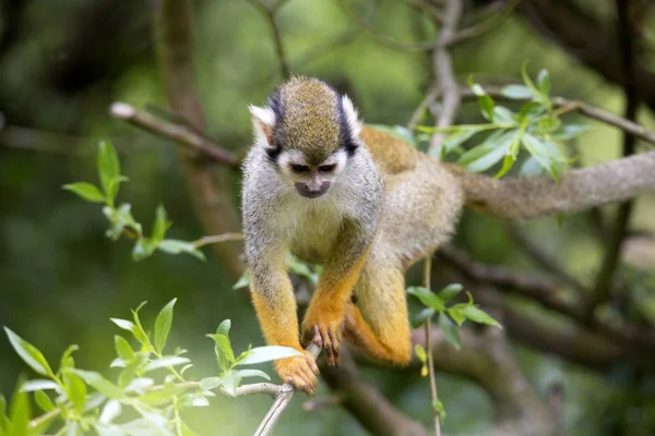 Mono Ardilla Común Saimiri Sciureus Primate Muy Conmovedor — Foto de Stock