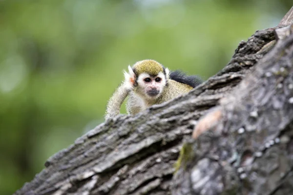 El mono ardilla común, Saimiri sciureus es un primate muy conmovedor. — Foto de Stock