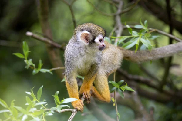 Eichhörnchen Affe Saimiri Sciureus Ist Sehr Beweglicher Primat — Stockfoto