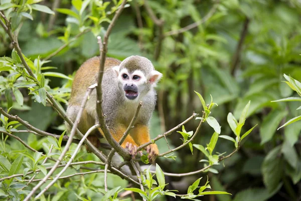 Eichhörnchen Affe Saimiri Sciureus Ist Sehr Beweglicher Primat — Stockfoto