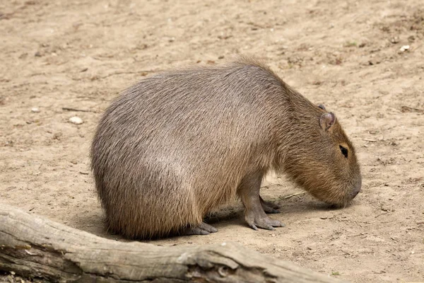 Hydrochoerus Hydrochaeris Kapibara Największy Gryzoń — Zdjęcie stockowe