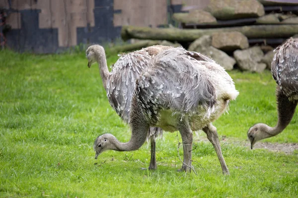 Darwin Rhea Rhea Pennata Gehören Den Seltensten Straußen — Stockfoto