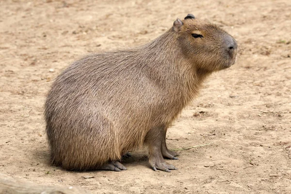 Hydrochoerus Hydrochaeris Capybara Roedor Más Grande — Foto de Stock