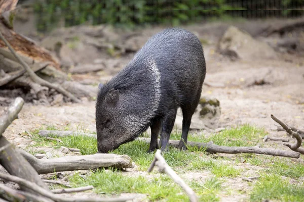 Pekari Tajacu Gehört Den Häufigsten Pekarenarten — Stockfoto