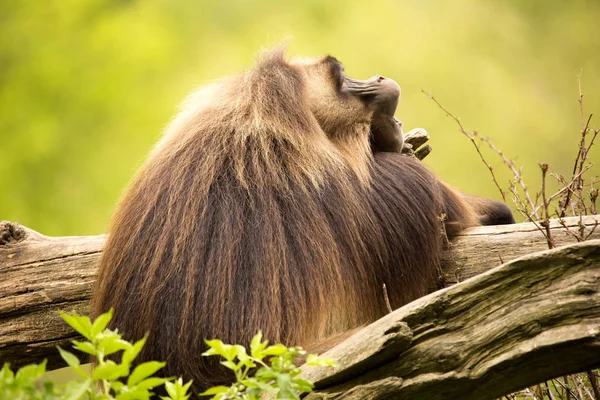 Gelada Masculina Dominante Theropithecus Gelada — Foto de Stock