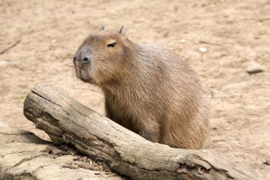 Hydrochoerus hydrochaeris Capibara, en büyük kemirgen
