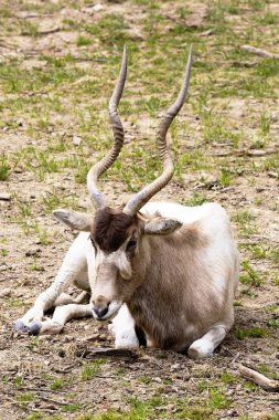 Adax, Addax nasomaculatus, ıssız bir antilop