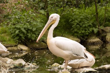 Büyük beyaz pelikan, Pelecanus onocrotalus, gruplar halinde yaşıyor