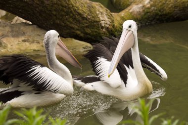 Avustralya pelikanı, Pelecanus conspicillatus, su gıda için avı