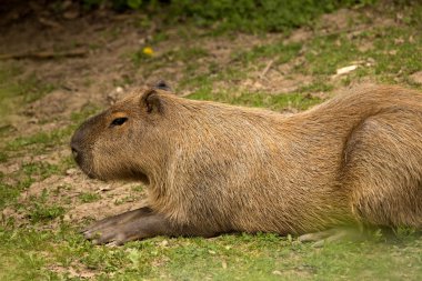 Hydrochoerus hydrochaeris Capibara, en büyük kemirgen