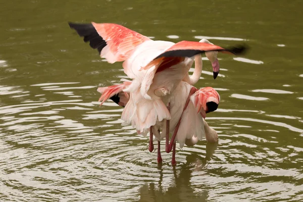 Rosy Flamingo Phoenicopterus Ruber Roseus Acasalamento — Fotografia de Stock