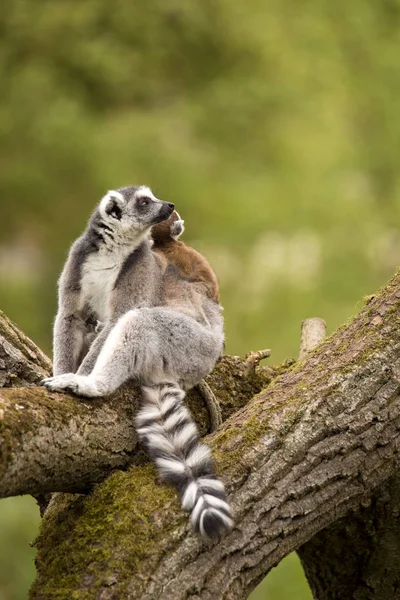 Ringschwanzmaki Lemurenkatze Weibchen Mit Jungen — Stockfoto