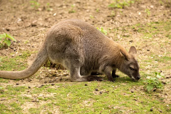 Валлаби Беннета Macropus Rufogriseus Маленький Валлаби — стоковое фото