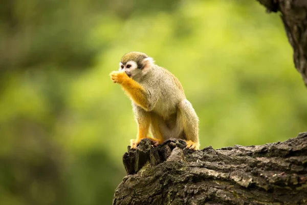 Mono Ardilla Común Saimiri Sciureus Primate Muy Conmovedor — Foto de Stock
