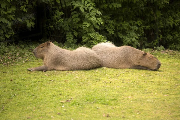 Hydrochoerus Hydrochaeris Capybara Самый Большой Грызун — стоковое фото
