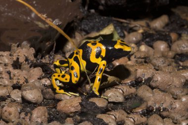 Küçük dart kurbağalar, Yelow-Banded Pison kurbağa, Dendrobates leucomelas