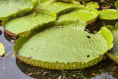 victoria regia büyük bıçaklar