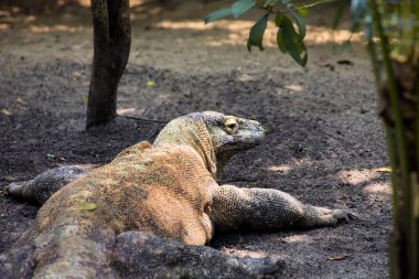 Erkek Komodo Dragon Varanus comodensis