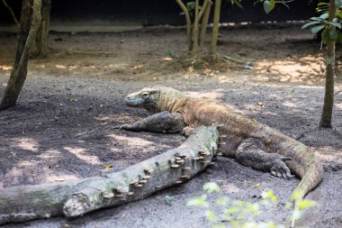 Erkek Komodo Dragon Varanus comodensis