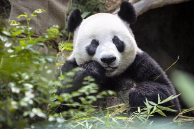 Bambu Hayvanat Bahçesi Singapur yeme dev panda Ailuropoda melanoleuca