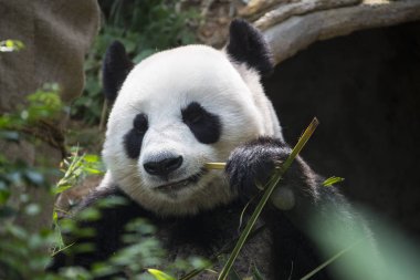 Bambu Hayvanat Bahçesi Singapur bambu Hayvanat Bahçesi Singapur yemek yeme dev panda dev panda Ailuropoda melanoleuca