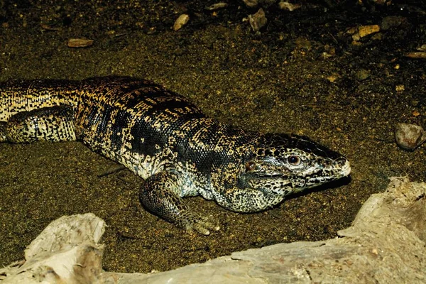 Enorme Lagarto Sul Americano Gold Tegu Tupinambis — Fotografia de Stock