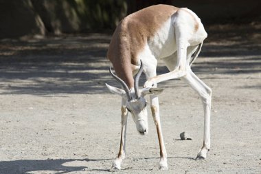 Dama ceylan, Gazella dama dama, başını tırmalamak
