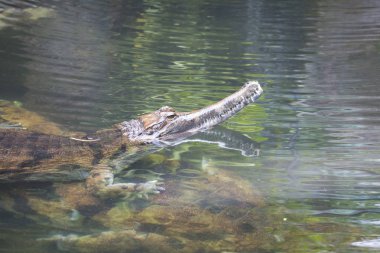 Yanlış gharial, Tomistoma schlegelii, su