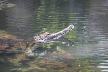 Yanlış gharial, Tomistoma schlegelii, su