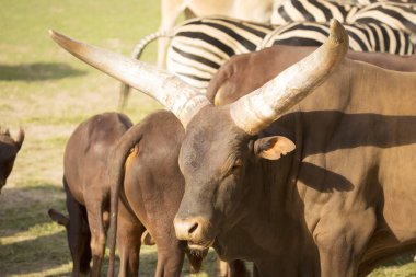 Afrika Watusi sığır, Bos primigenius büyük boynuzları bulunur.