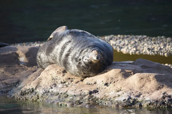 Kegelrobbe Arctocephalus Pusillus Bewohnt Die Afrikanische Küste — Stockfoto