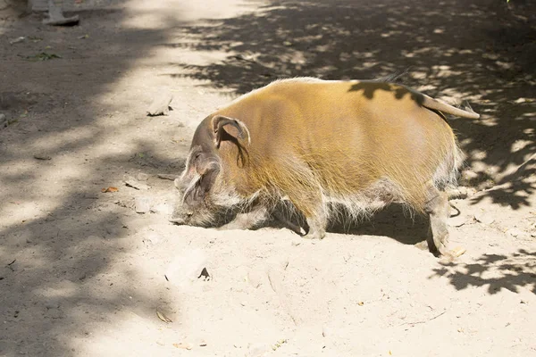 Red River Hog Potamochoerus Porcus Den Färgglada — Stockfoto