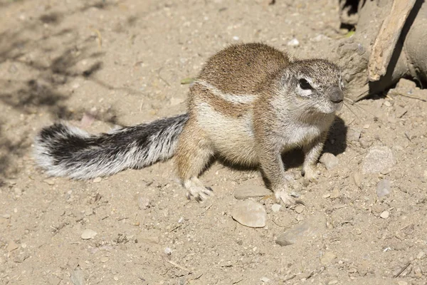 Esquilo Terrestre Sul Africano Xerus Inauris — Fotografia de Stock