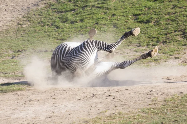 Grevy Nın Zebra Equus Grevyi — Stok fotoğraf