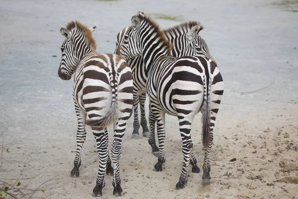 Ovalar Zebra Equus Quagga — Stok fotoğraf