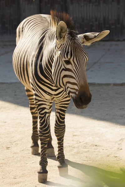 Plains Zebra Equus Quagga — Stock Photo, Image