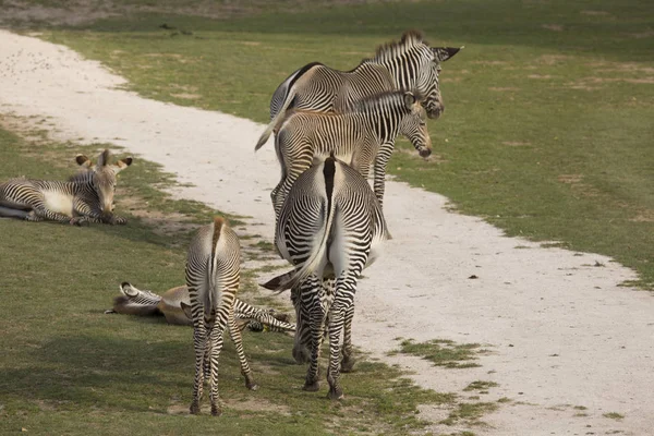 Mare Nın Bebek Grevy Zebra Equus Grevyi Ile — Stok fotoğraf