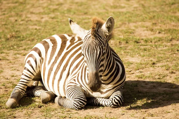 Planícies Deitadas Zebra Equus Quagga — Fotografia de Stock