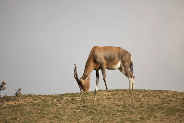 Grazing Blesbok Damaliscus Dorcas Phillipsi — Stock Photo, Image