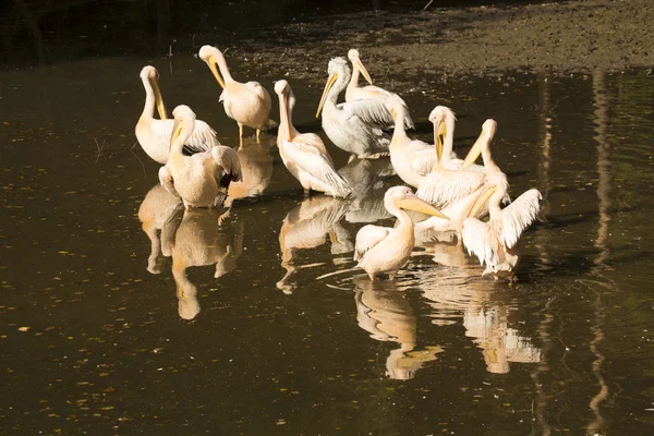 Group Pelicans Morning Sun — Stock Photo, Image