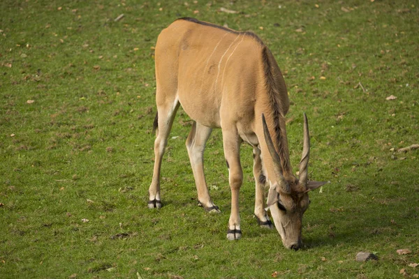 雄性羚羊 是最大的羚羊之一 — 图库照片