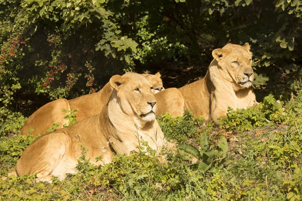 Μια Ομάδα Από Λιοντάρια Panthera Leo — Φωτογραφία Αρχείου