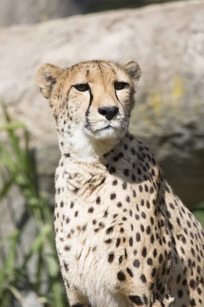 Cheetah, Acinonyx jubatus, observant à proximité — Photo