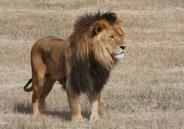 Aslan Panthera leo Savannah