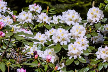 parkta Blooming ormangülü