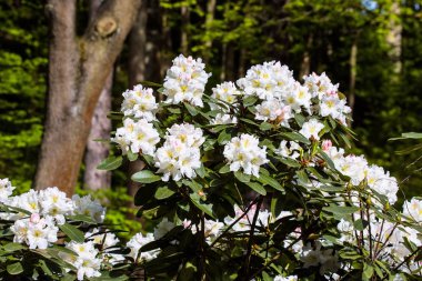 parkta Blooming ormangülü