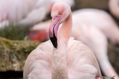 Pembe Flamingo, Phoenicopterus ruber çevresi, tarih iç içe geçme